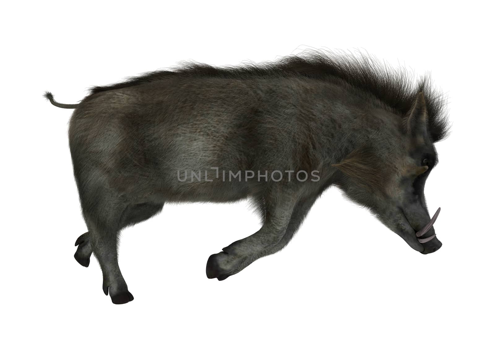 3D digital render of a wild warthog isolated on white background