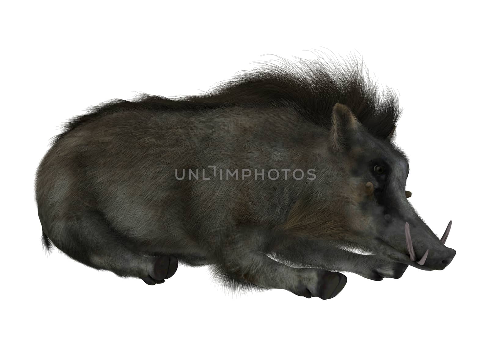 3D digital render of a wild warthog resting isolated on white background