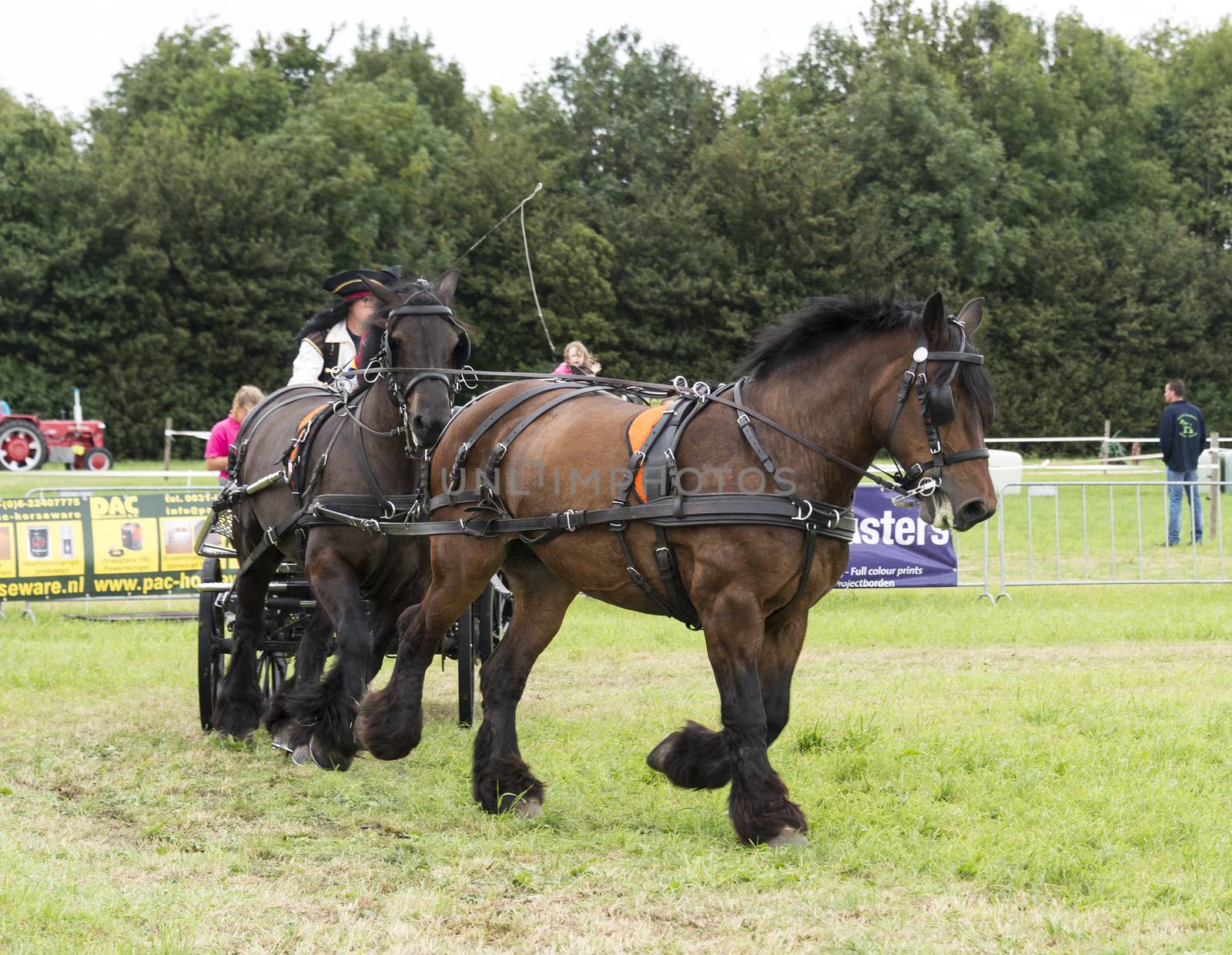 ROCKANJE, NETHERLANDS - AUGUST 18, 2015: Unknown people participate in the power horse competition in Rockanje on August 18 2015. This competition is for international points