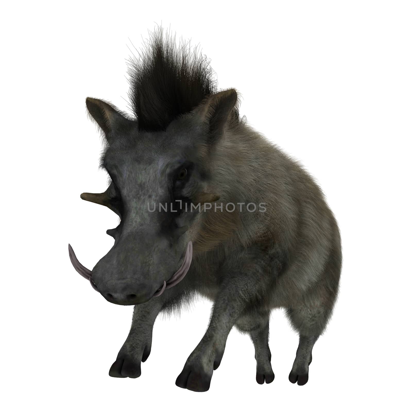 3D digital render of a wild warthog jumping isolated on white background