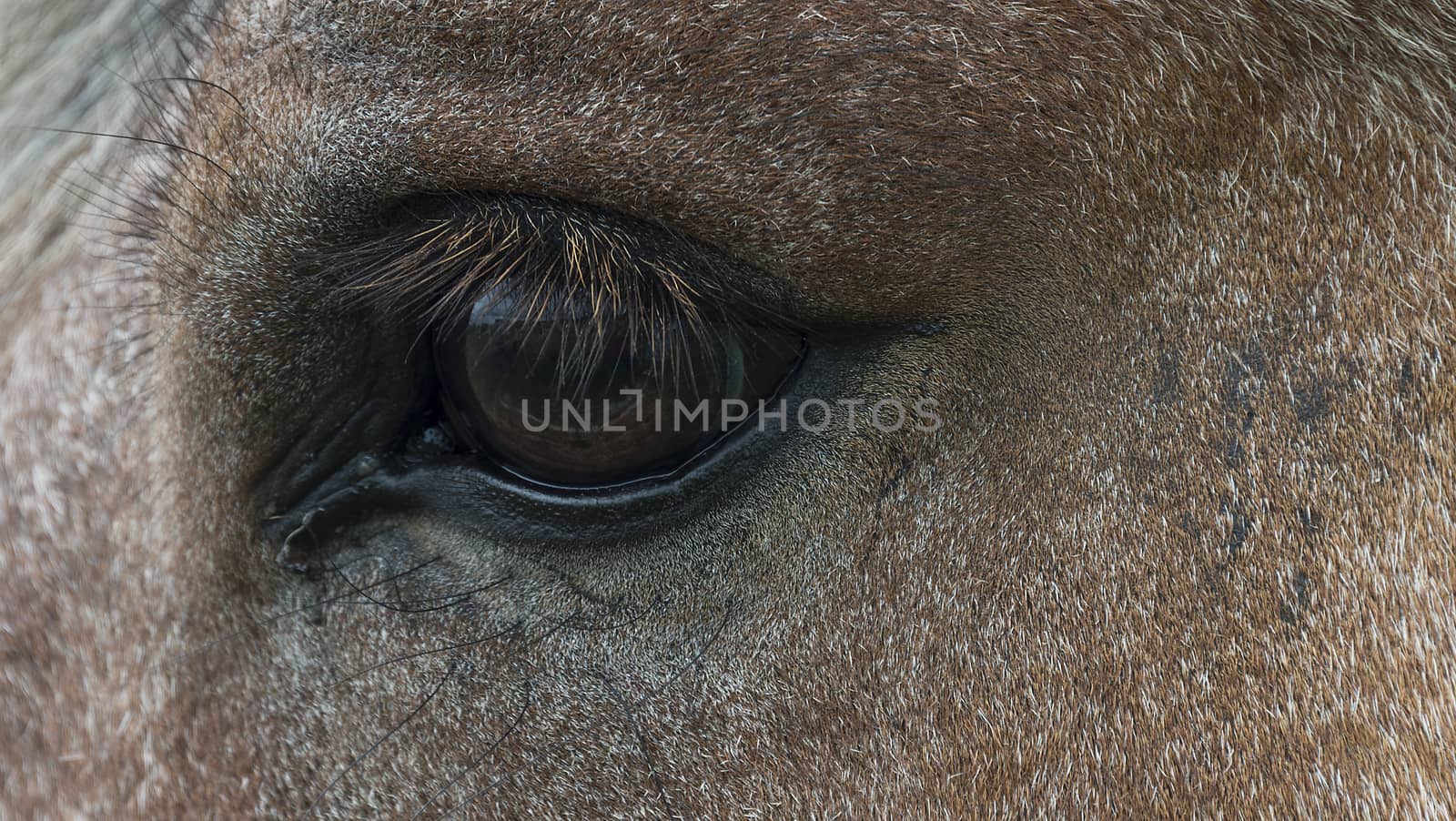 horse eye with details and hair in closeup