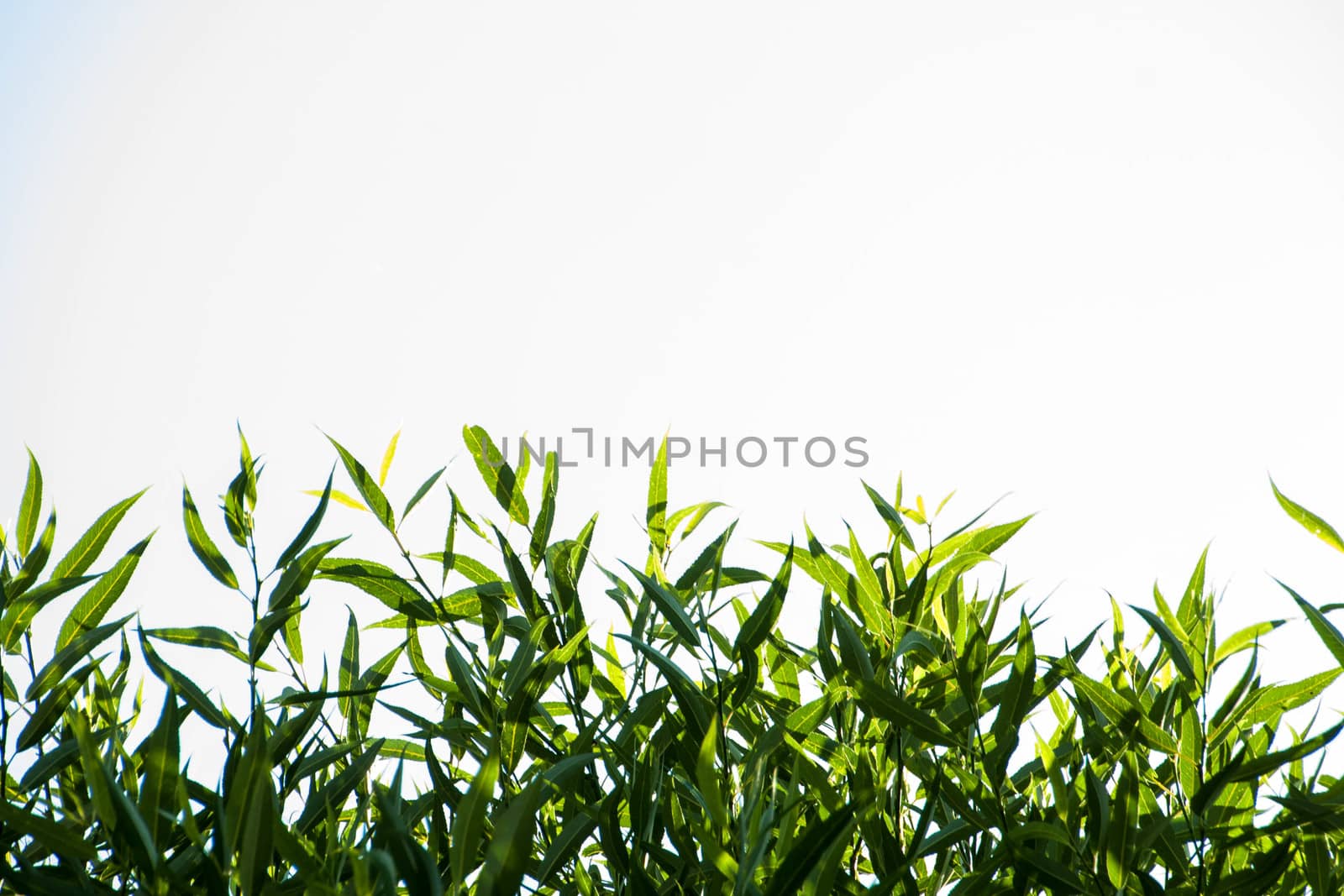 green leaves on white background by alexx60