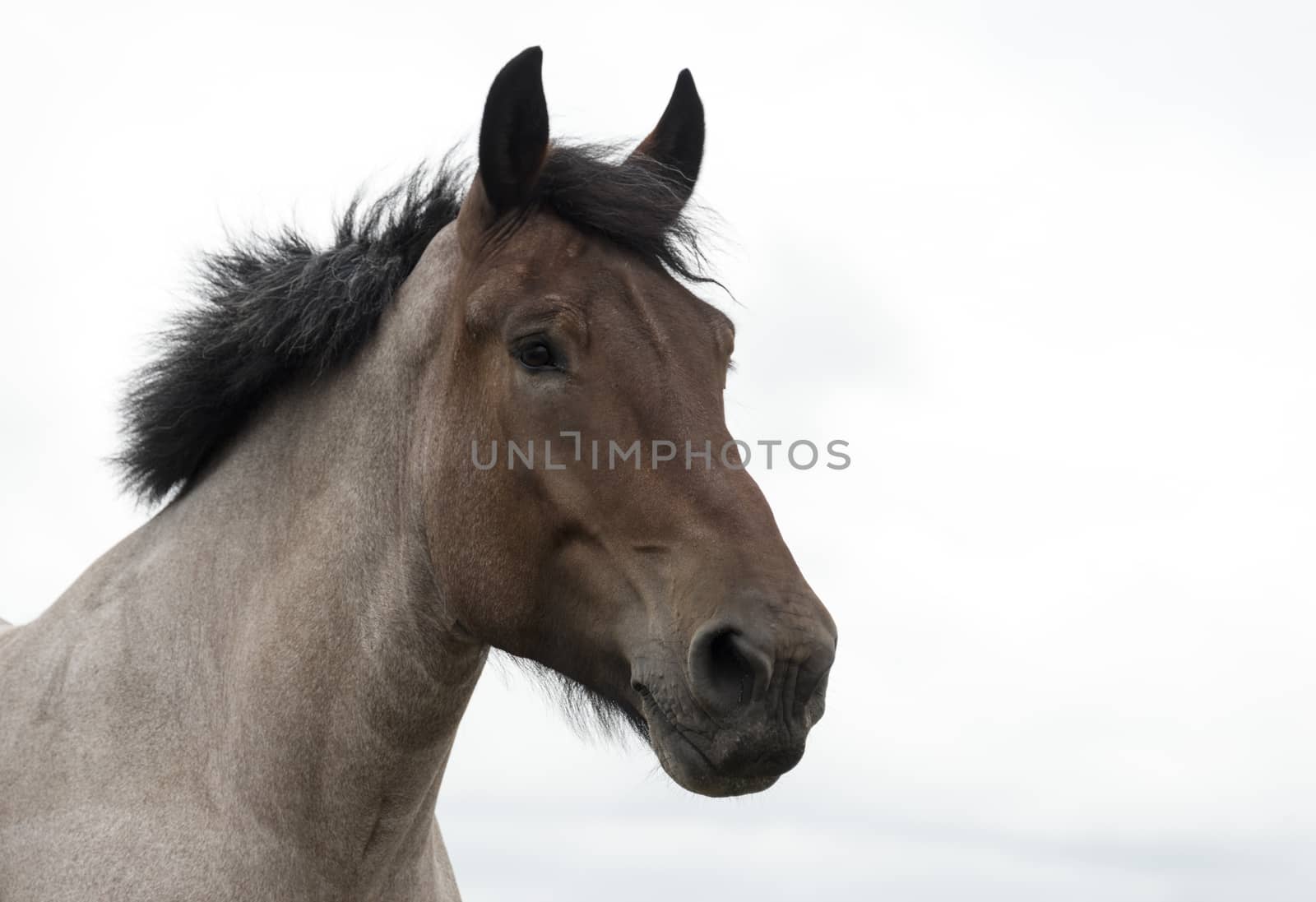 brown horse with clouded sky as background