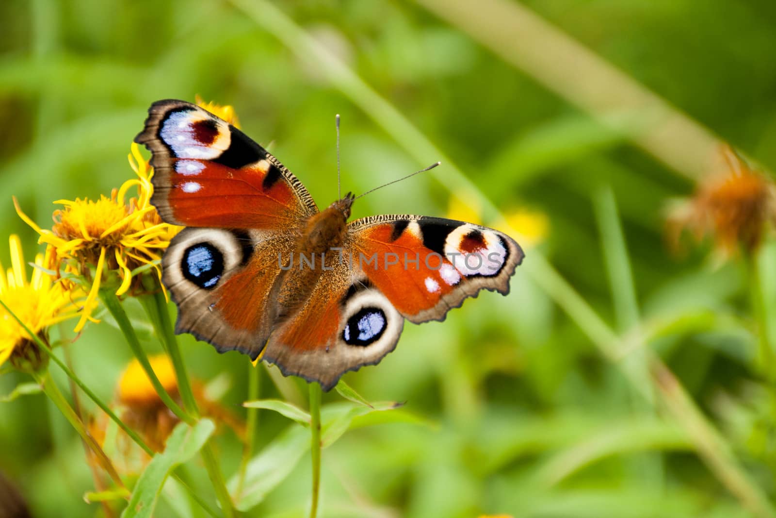 butterfly on a natural background with a Sunny summer day