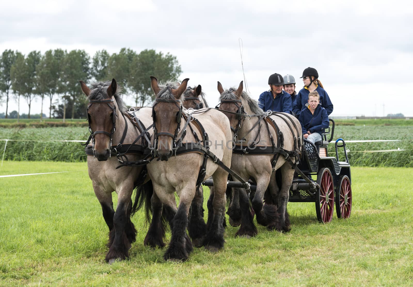 ROCKANJE, NETHERLANDS - AUGUST 18, 2015: Unknown people participate in the power horse competition in Rockanje on August 18 2015. This competition is for international points