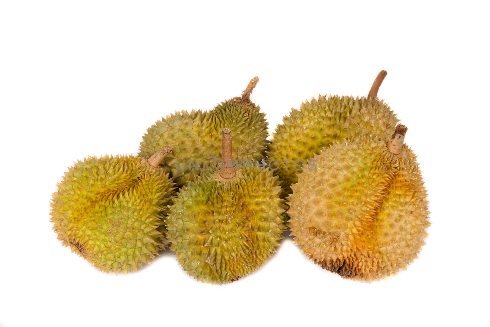 Malaysia tropical fruits durian in studio shots.