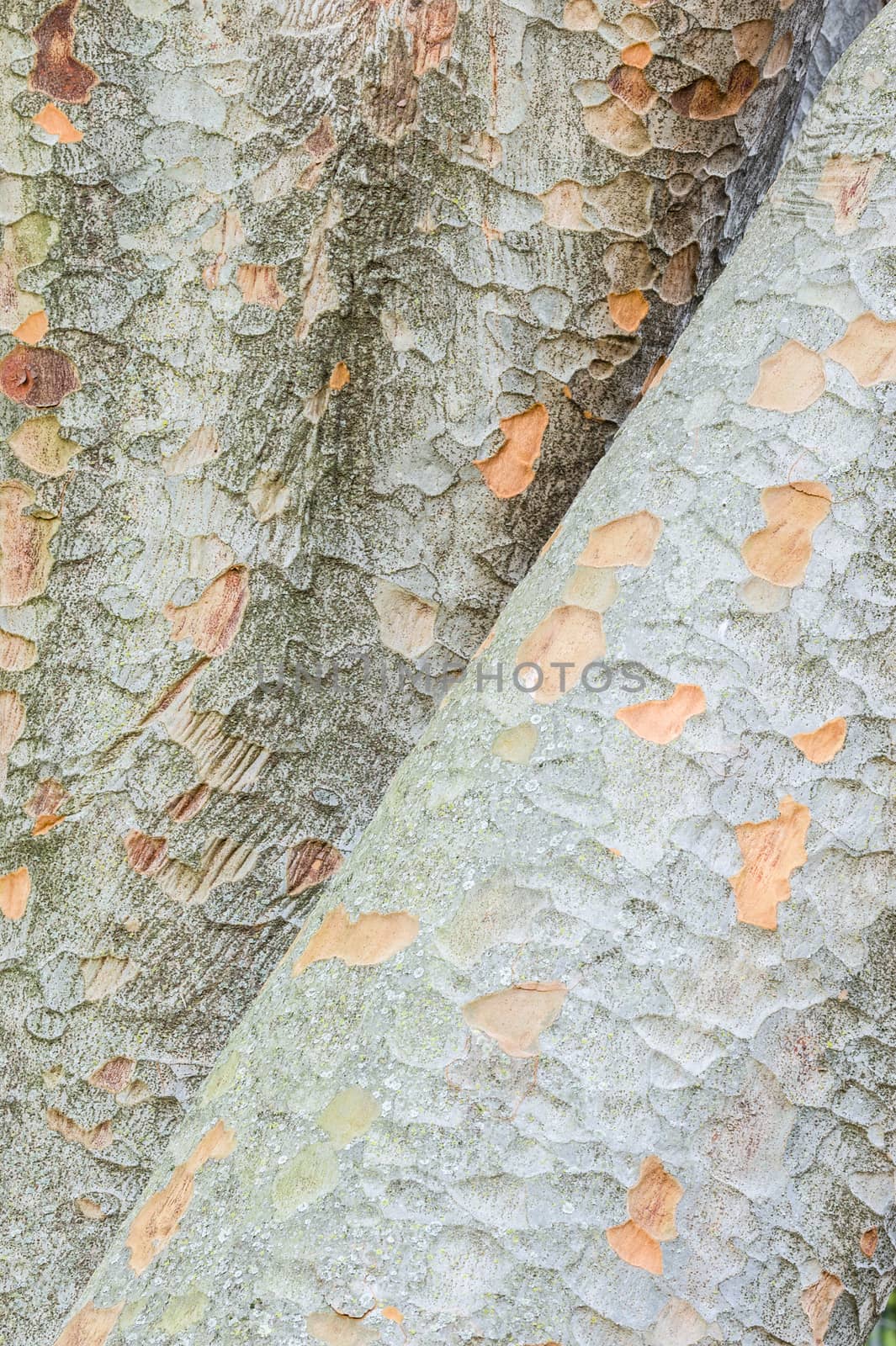 Detail of Zelkova tree trunks with colorful bark