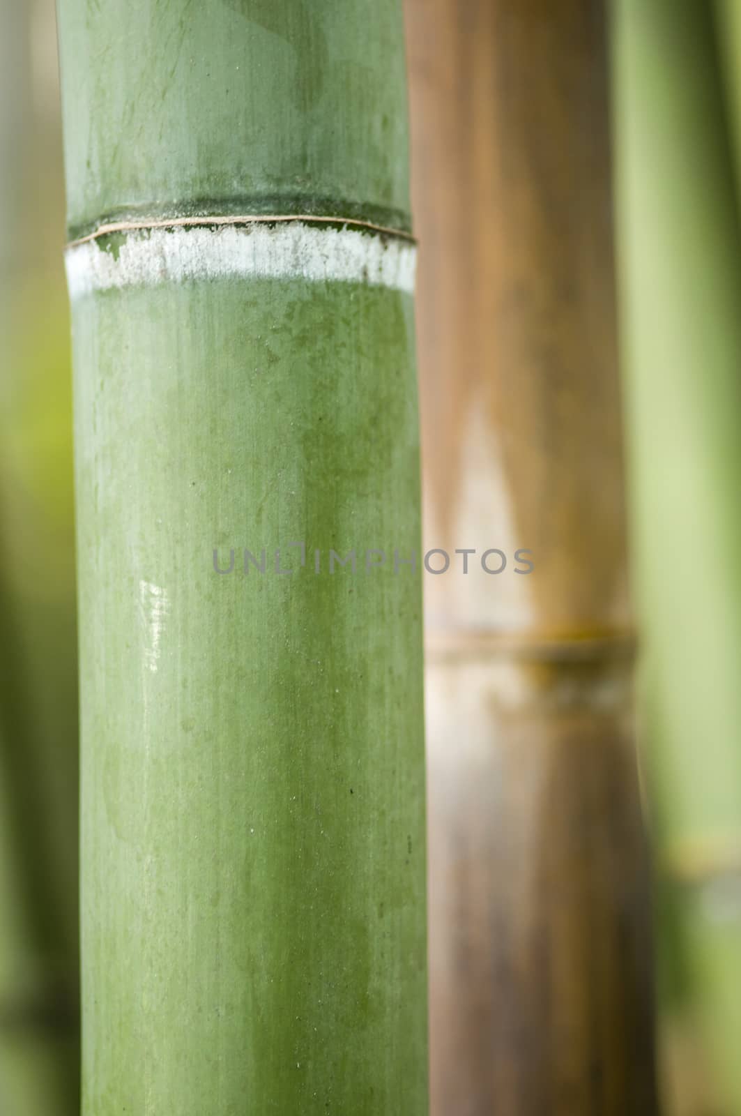 Green and brown Bamboo detail with side sun light