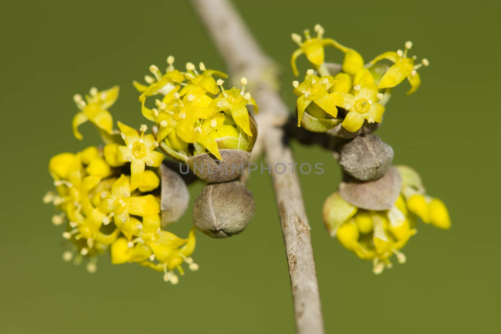 Small yellow flowers of tropical plant in full bloom