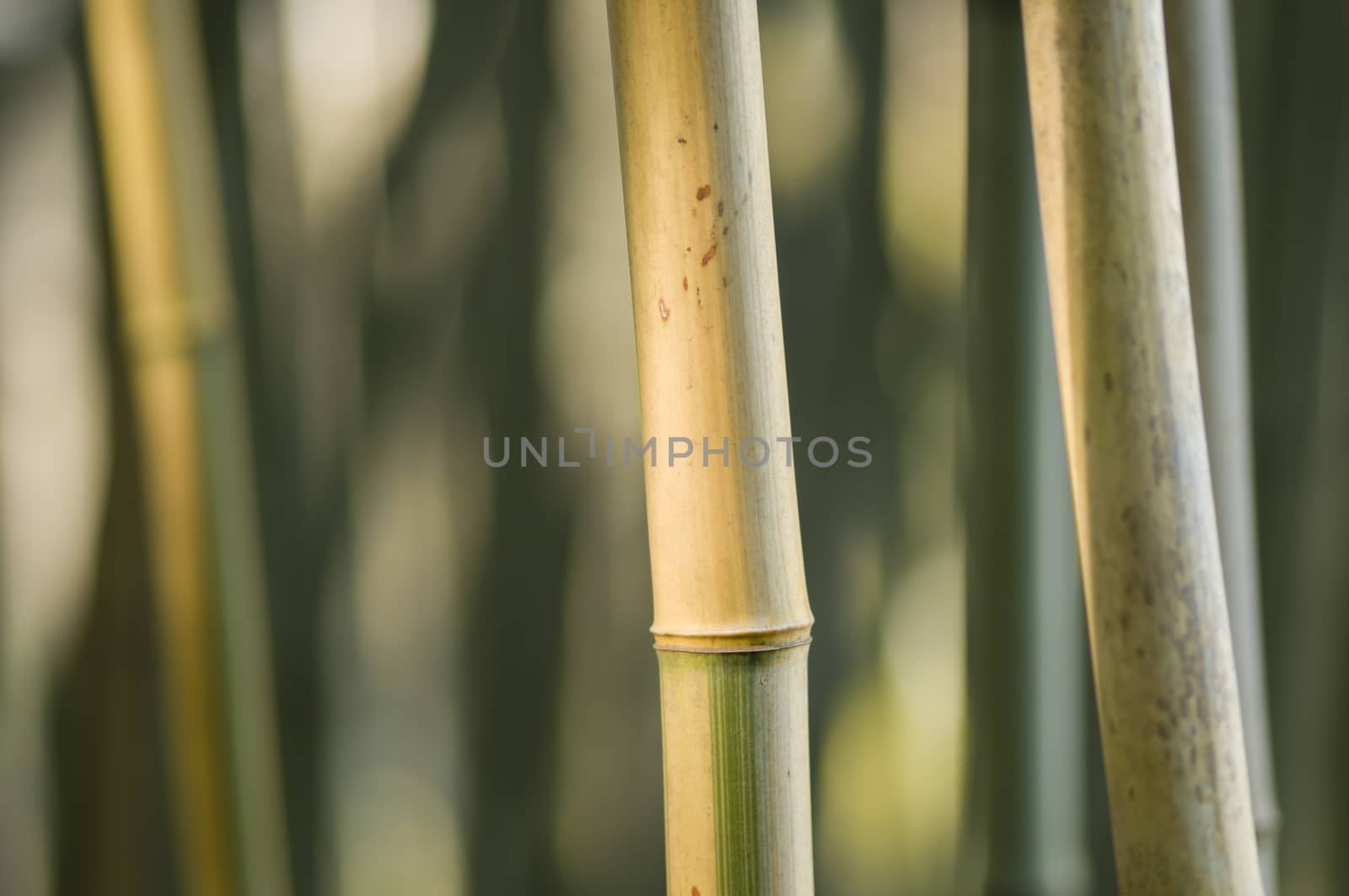 Green and brown Bamboo detail with side sun light