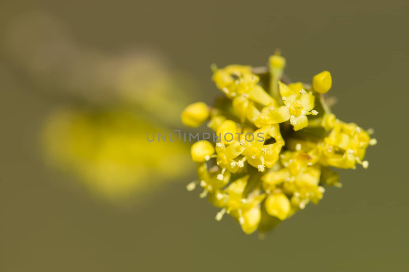 Small yellow flowers of tropical plant in full bloom