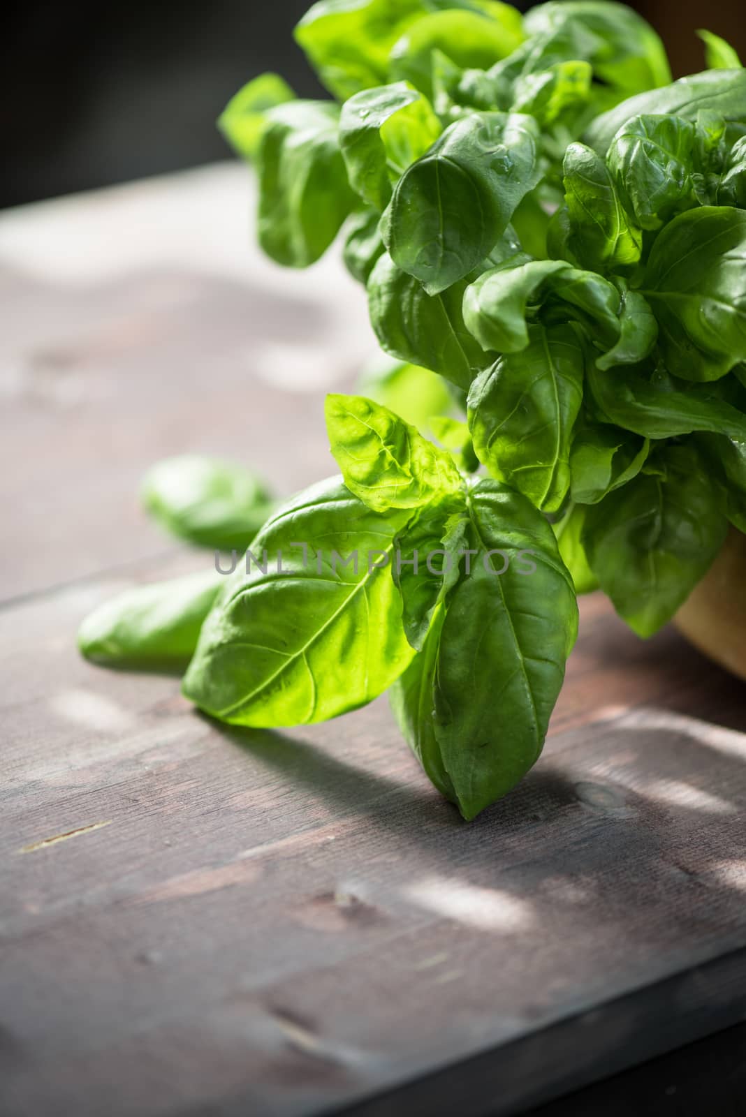 Fresh organic basil leaves on a wooden table