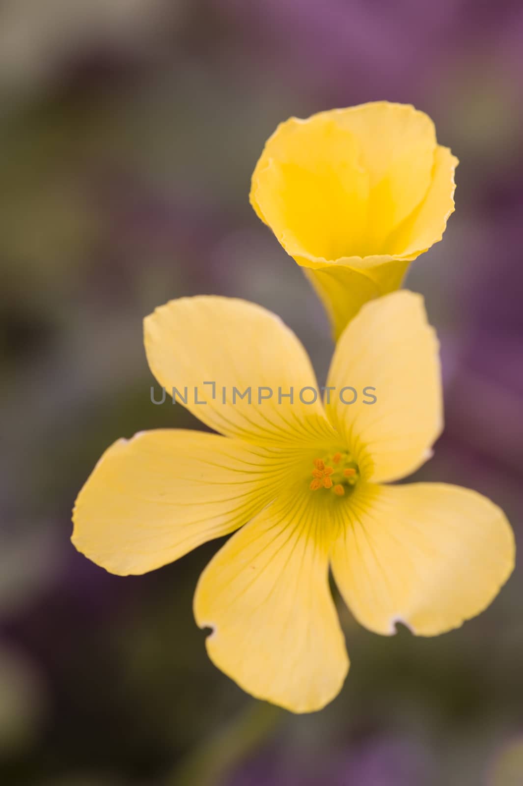 Small yellow flowers of tropical plant in full bloom