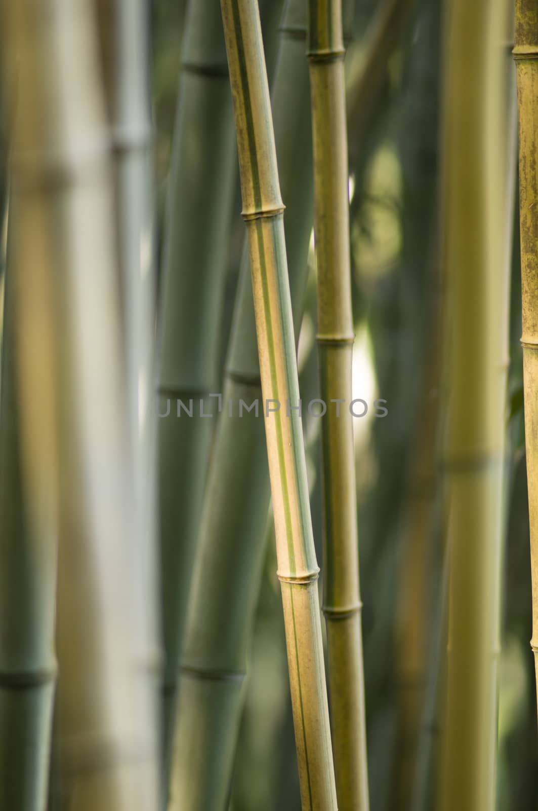 Green and brown Bamboo detail with side sun light
