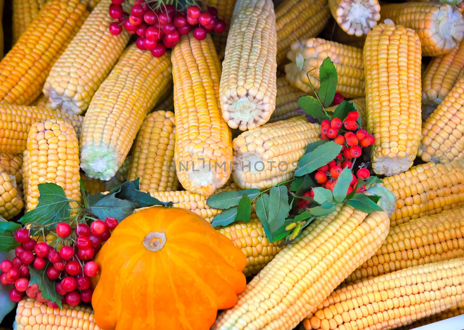 The storefront demonstrate intended for sale at the fair, a variety of vegetables: squash, corn, berries of mountain ash.