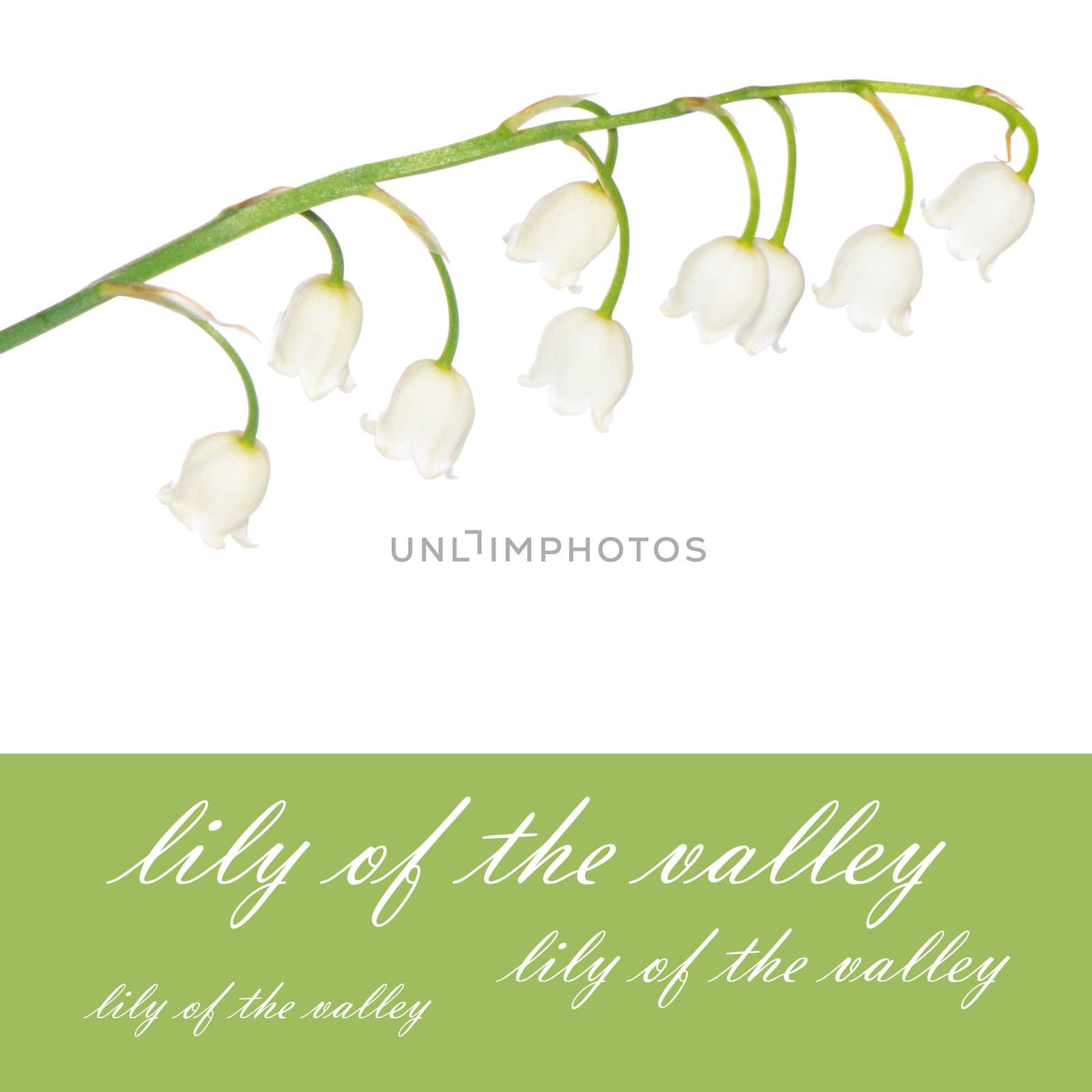 Lily of the Valley isolated on white
