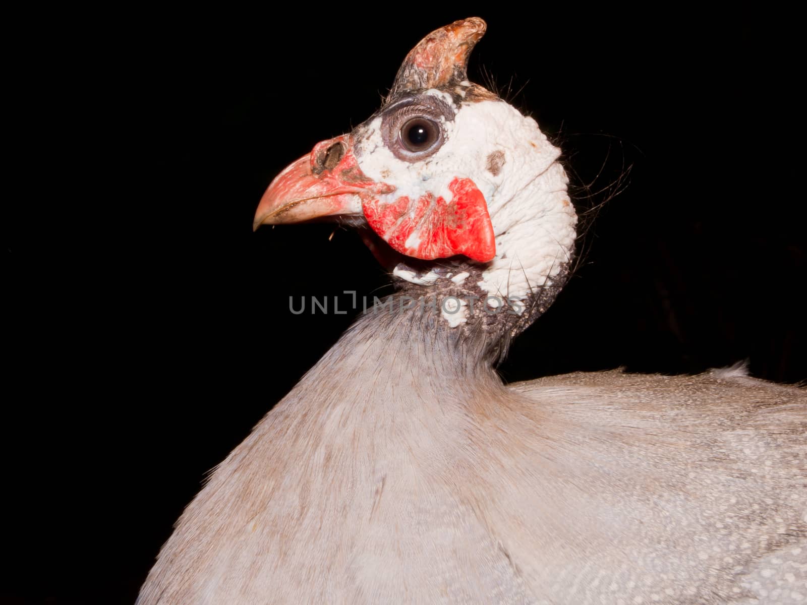 A helmeted guinea fowl (Numida meleagris) from  Africa.