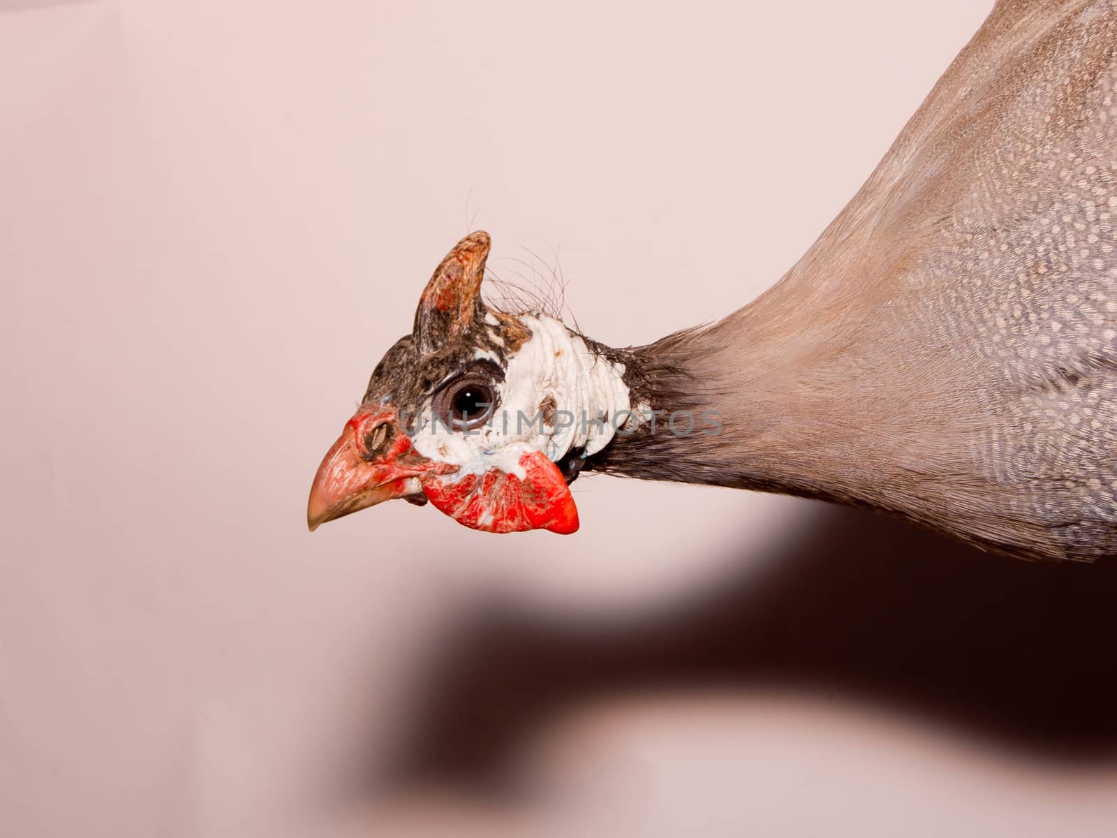 A helmeted guinea fowl (Numida meleagris) from Africa.