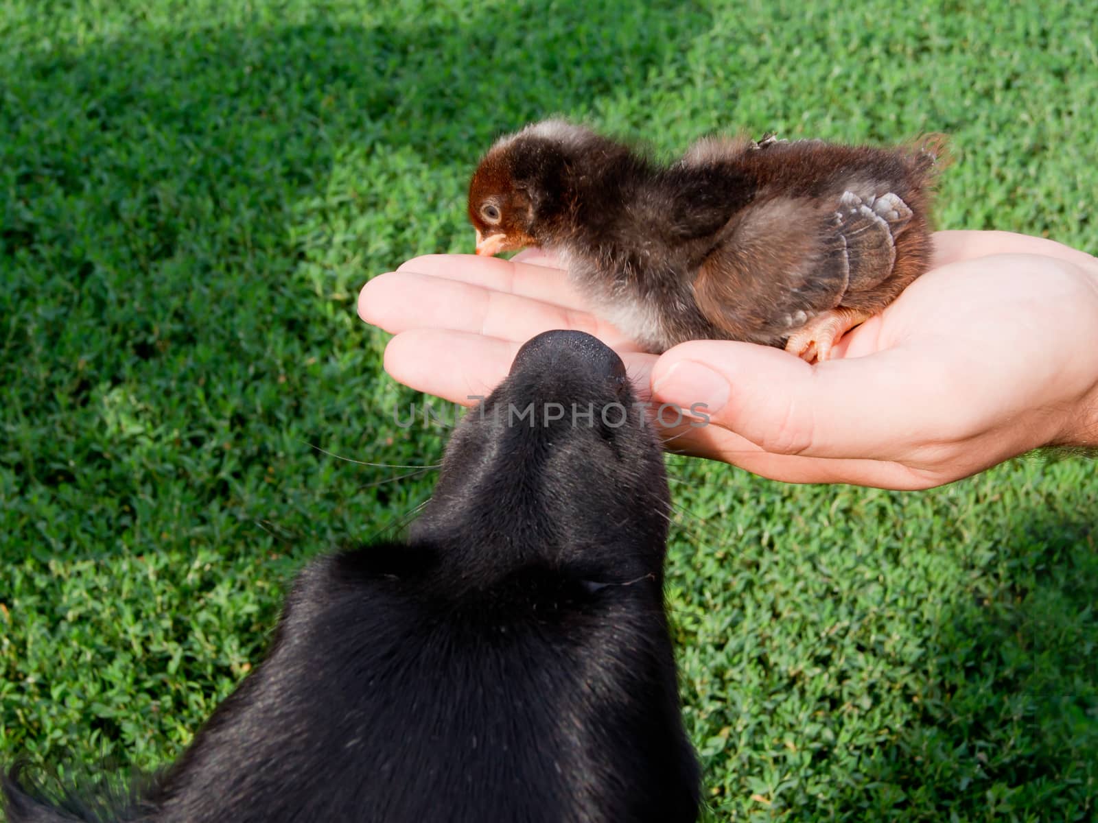 Confidential chicken in hand and dog.