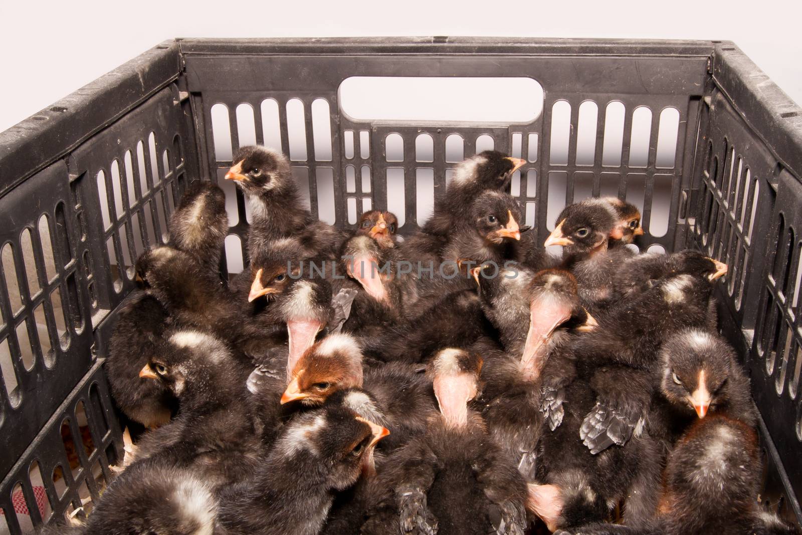 The bald-necked black chickens during transport.