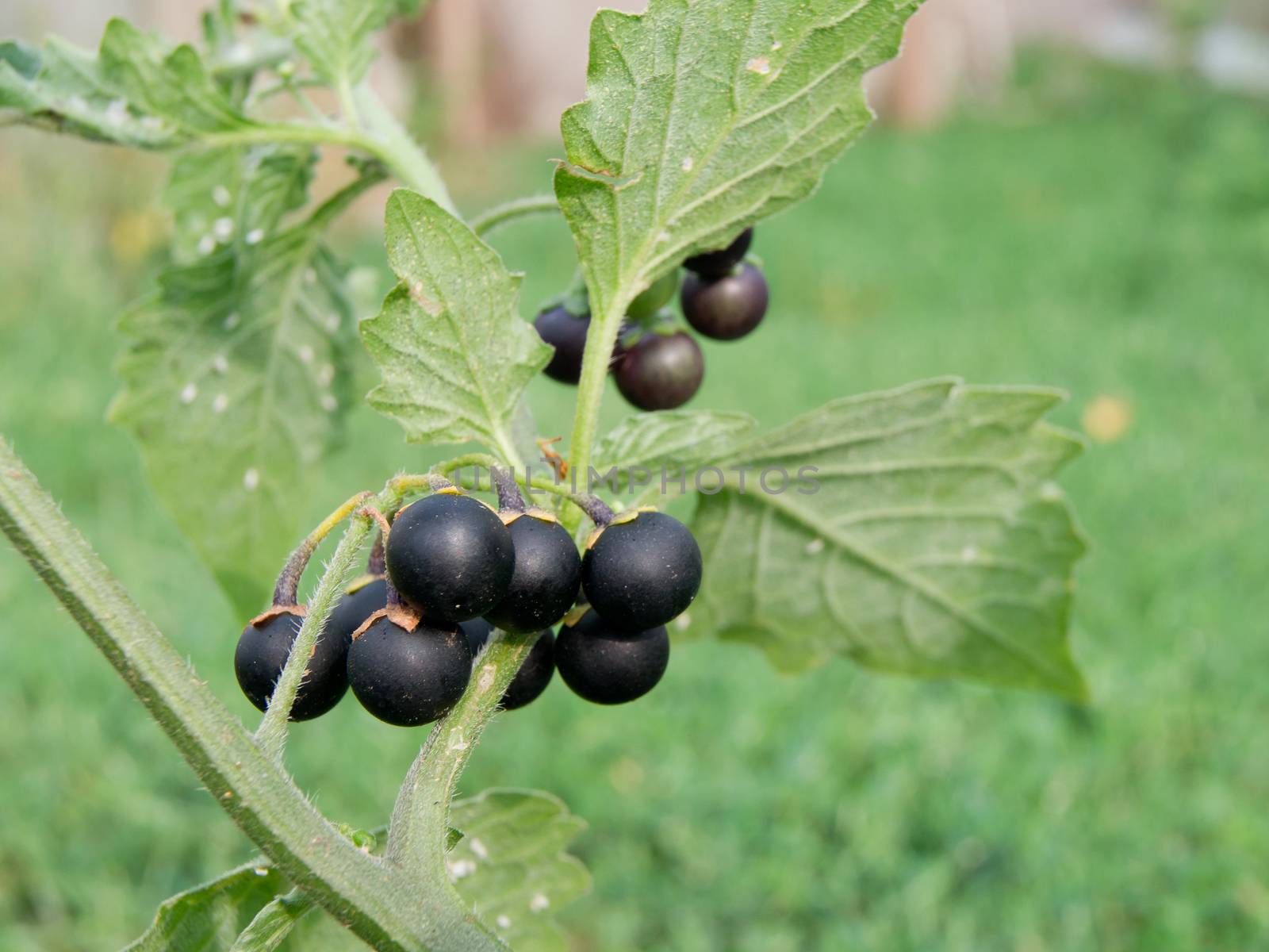 The black nightshade (Solanum nigrum) poisonous weed.