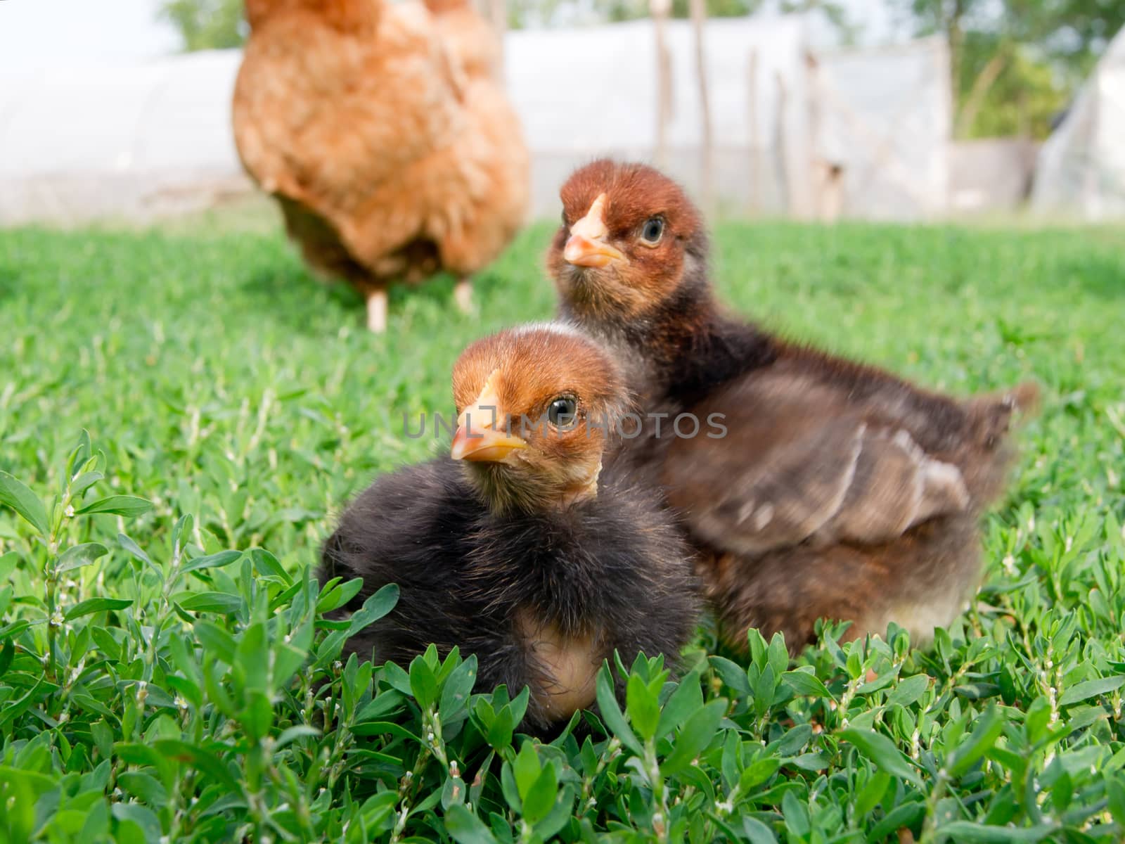 Black chick in the grass acquainted with the world ..