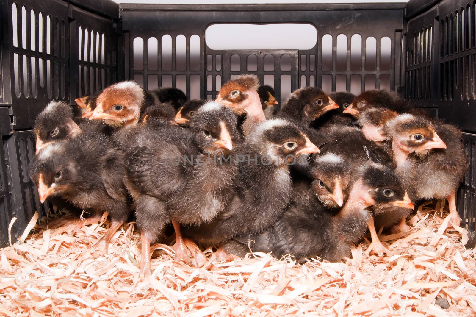 The bald-necked black chickens during transport.