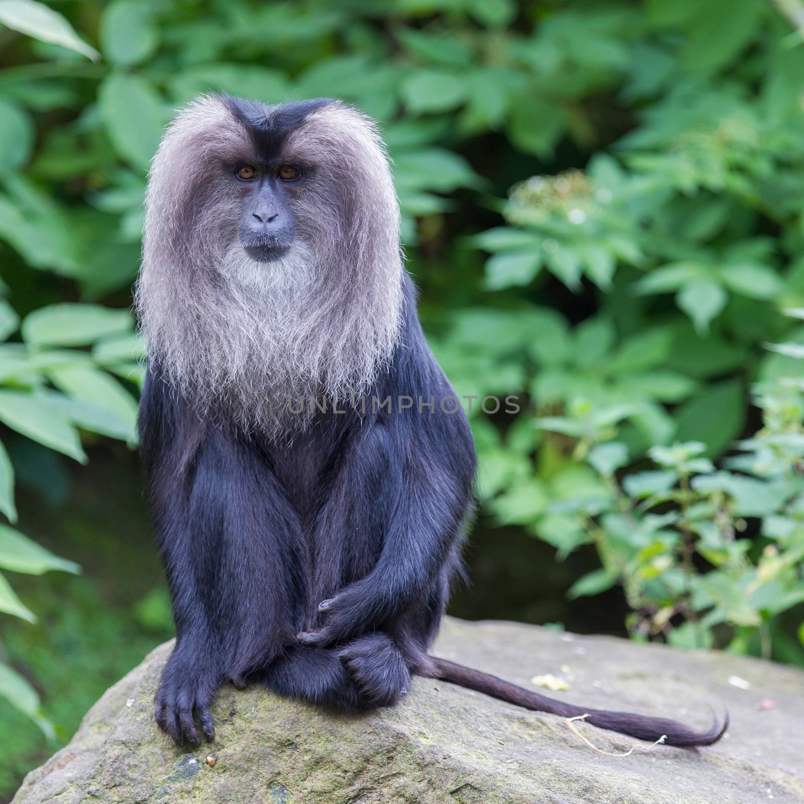 Lion-tailed Macaque (Macaca silenus) by michaklootwijk