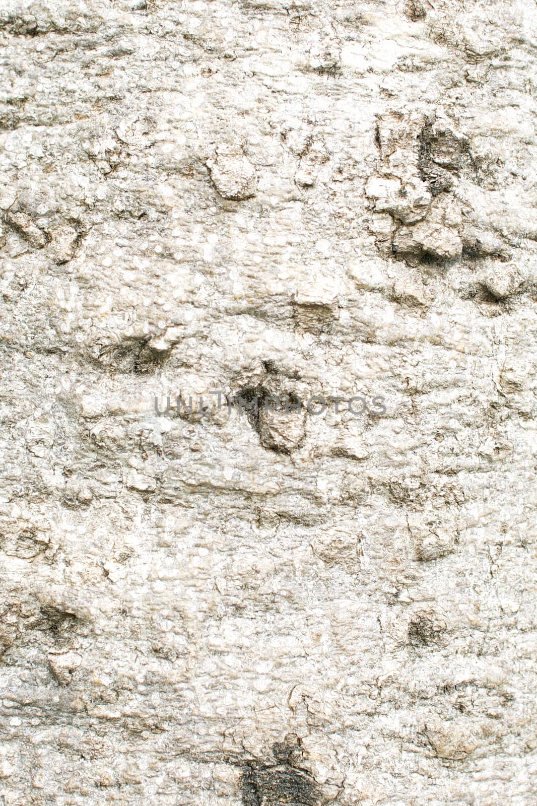 Bark of Crateva adansonii in forest use as background or texture.