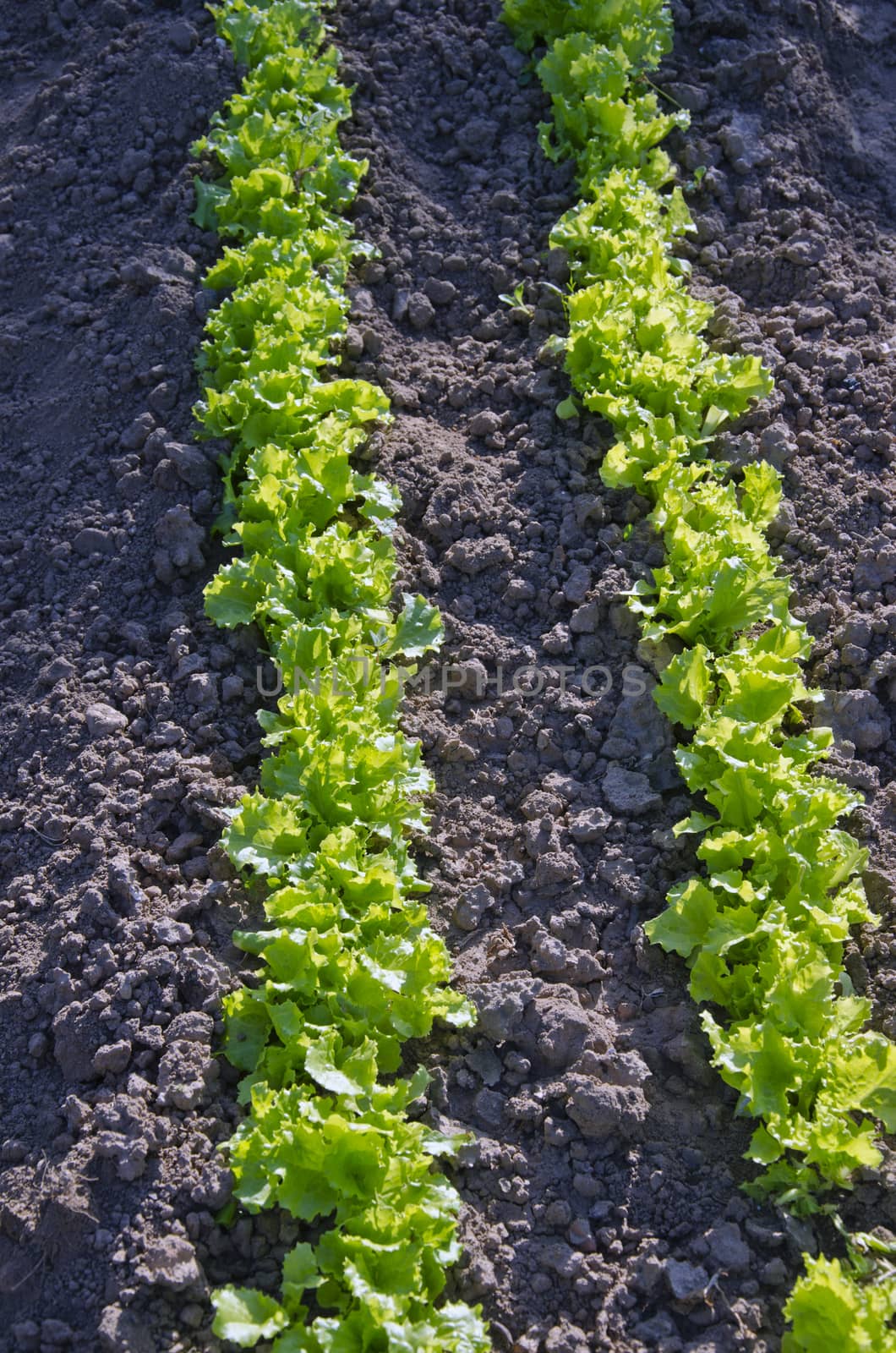 fresh young lettuce row in spring farm garden