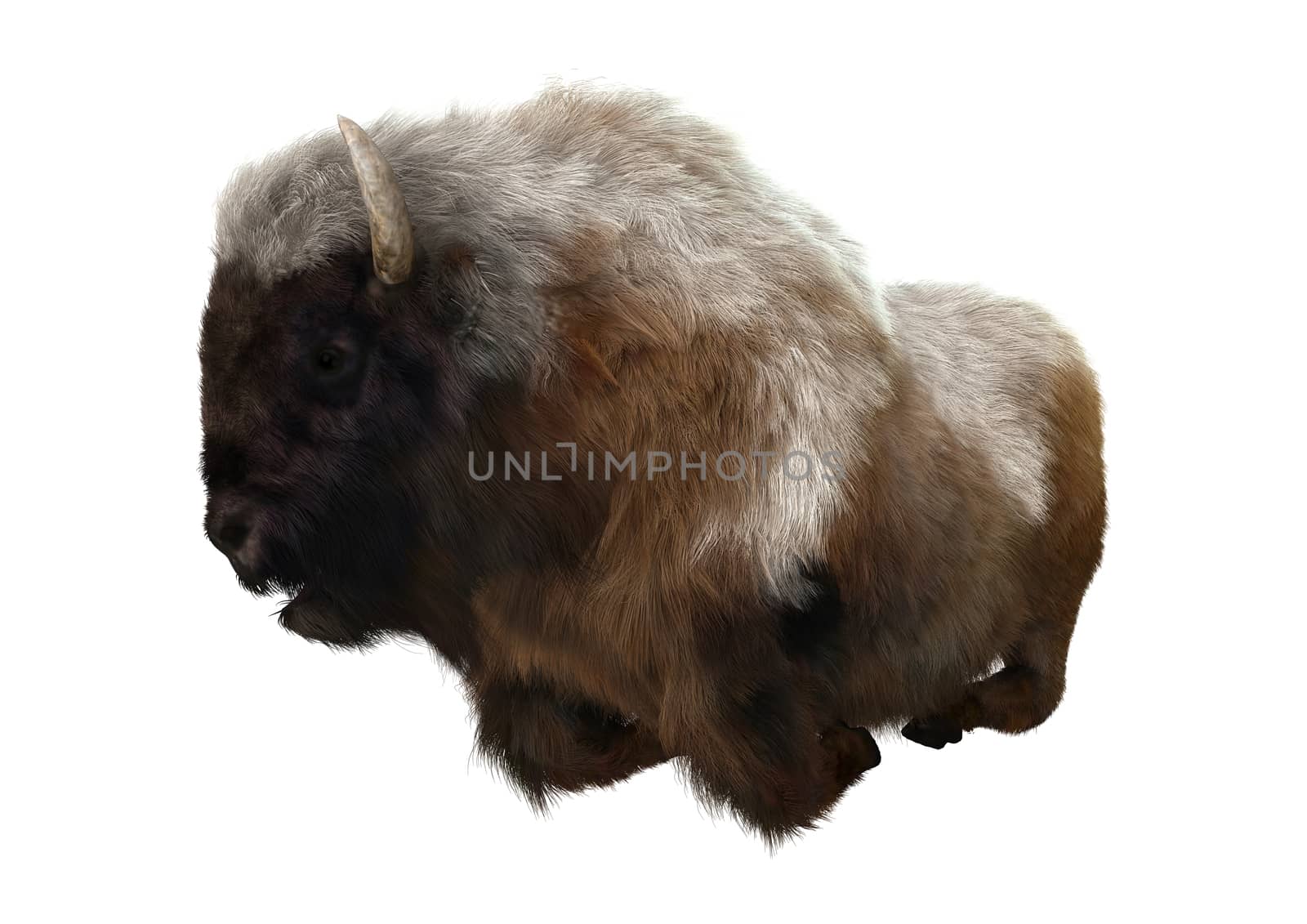 3D digital render of an American bison resting isolated on white background