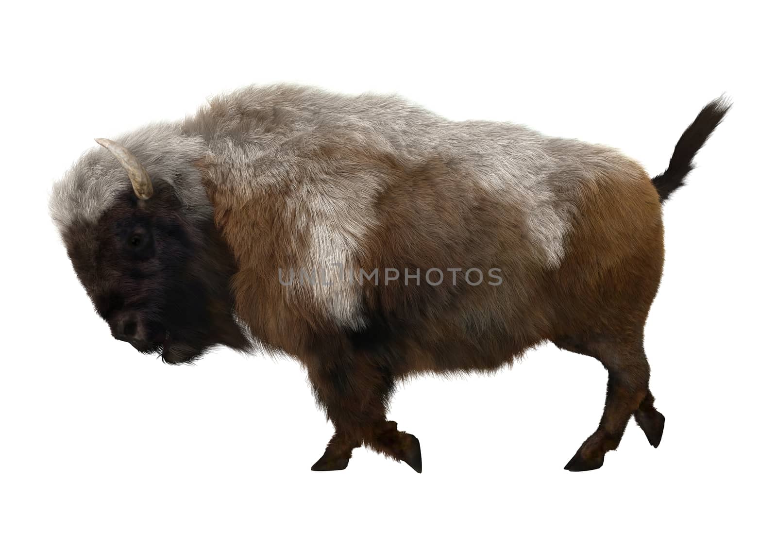 3D digital render of an American bison walking isolated on white background