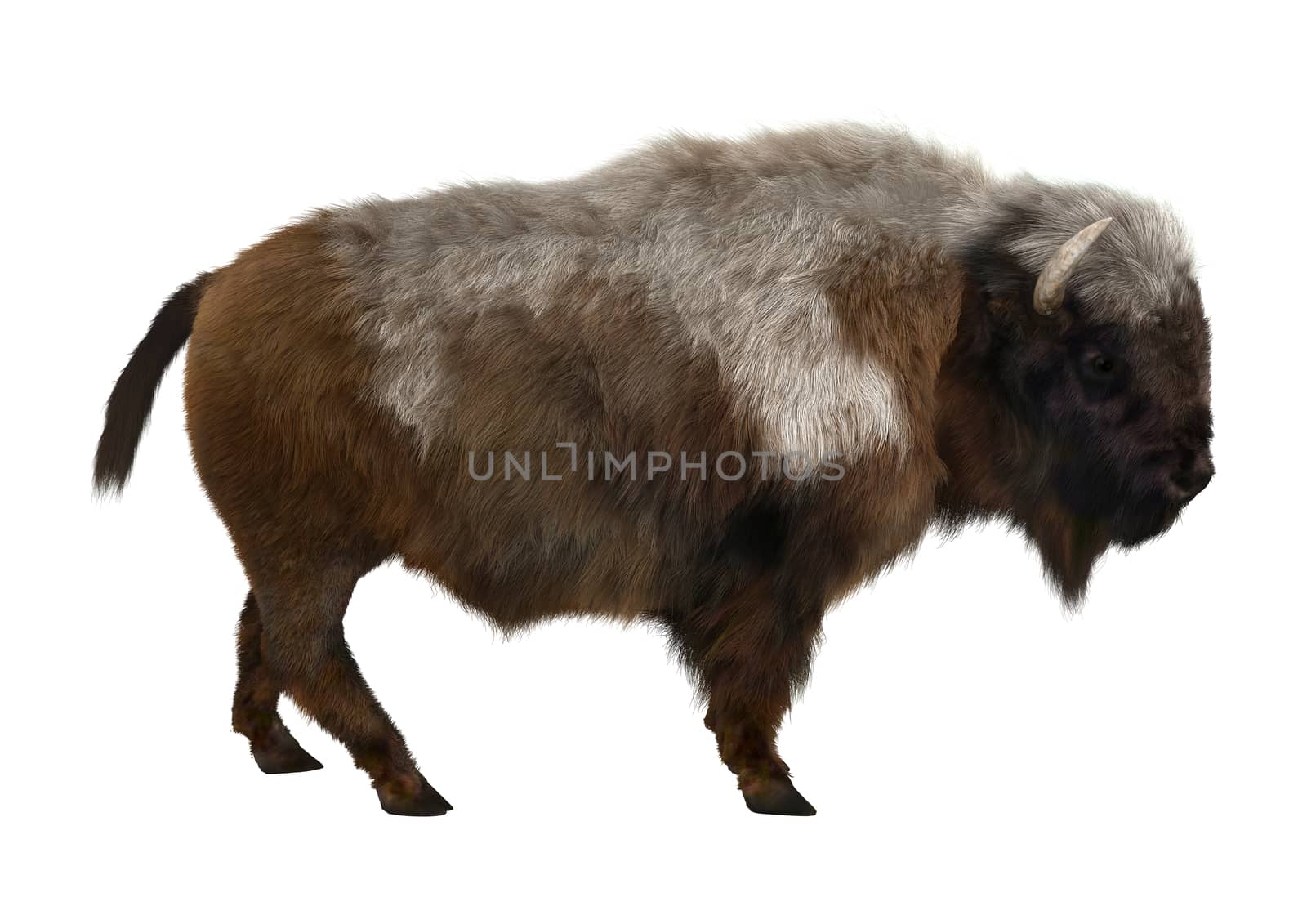 3D digital render of an American bison standing isolated on white background