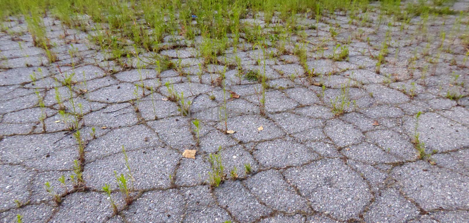 Picture of a Growing green grass in asphalt. Survival concept