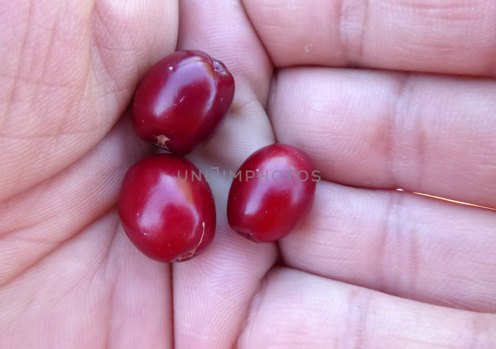 Picture of a Dog rose in a palm