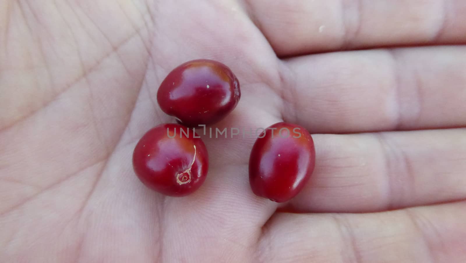 Dog rose in a palm by nehru