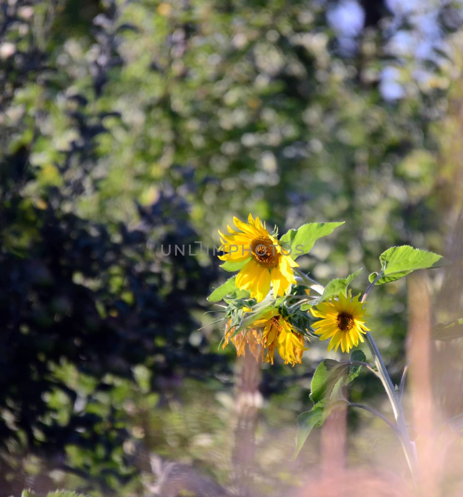 Sunflowers on a morning light by nehru