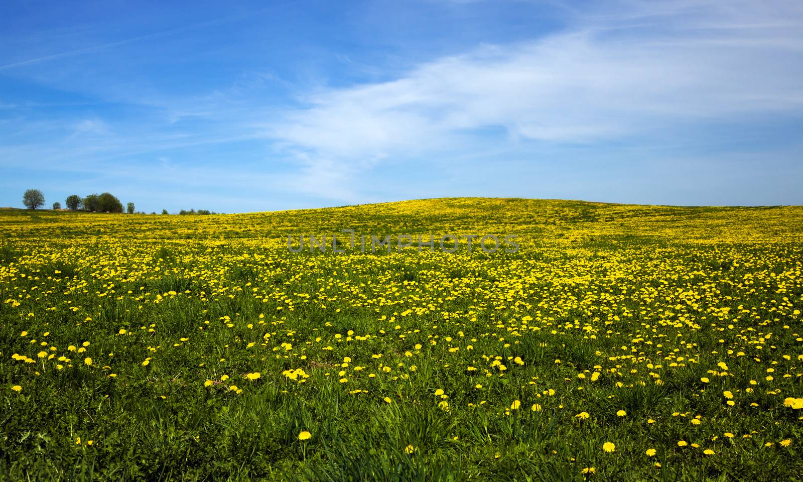 field on which a large number of dandelions grows. spring season