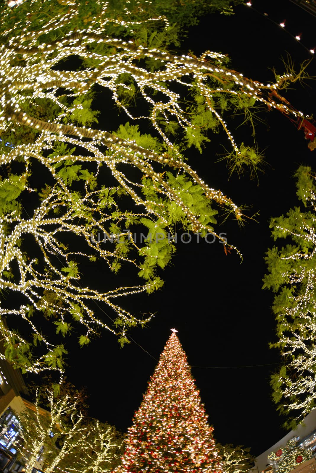 christmas tree in downtown southern california