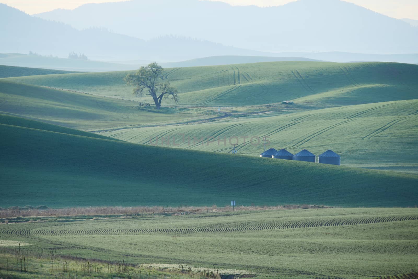 green wheat hills of farming crop area in palouse washington with morning sunlight