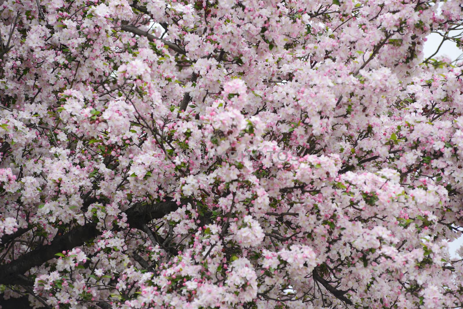 pink flower of cherry blossom in korea