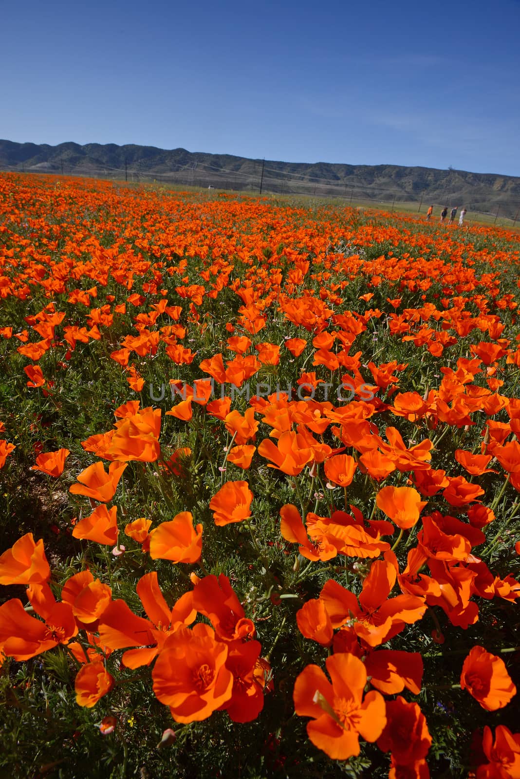 california poppy by porbital