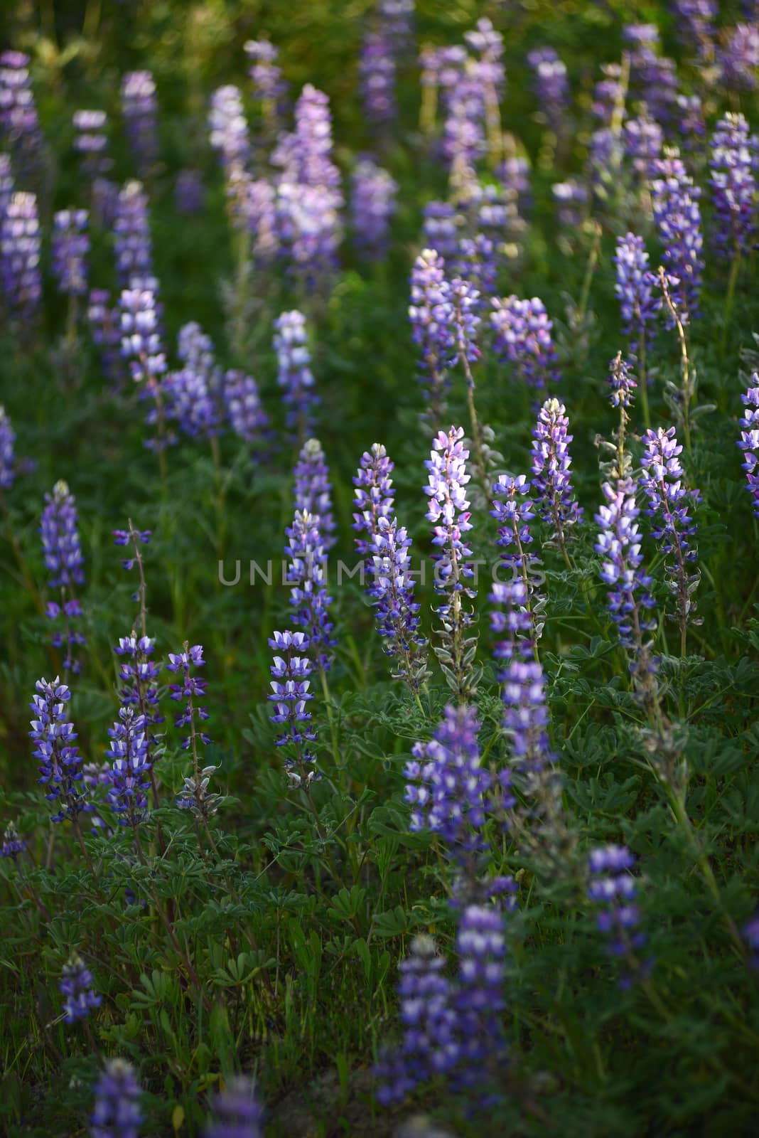 purple wild lupine flower with late afternoon light