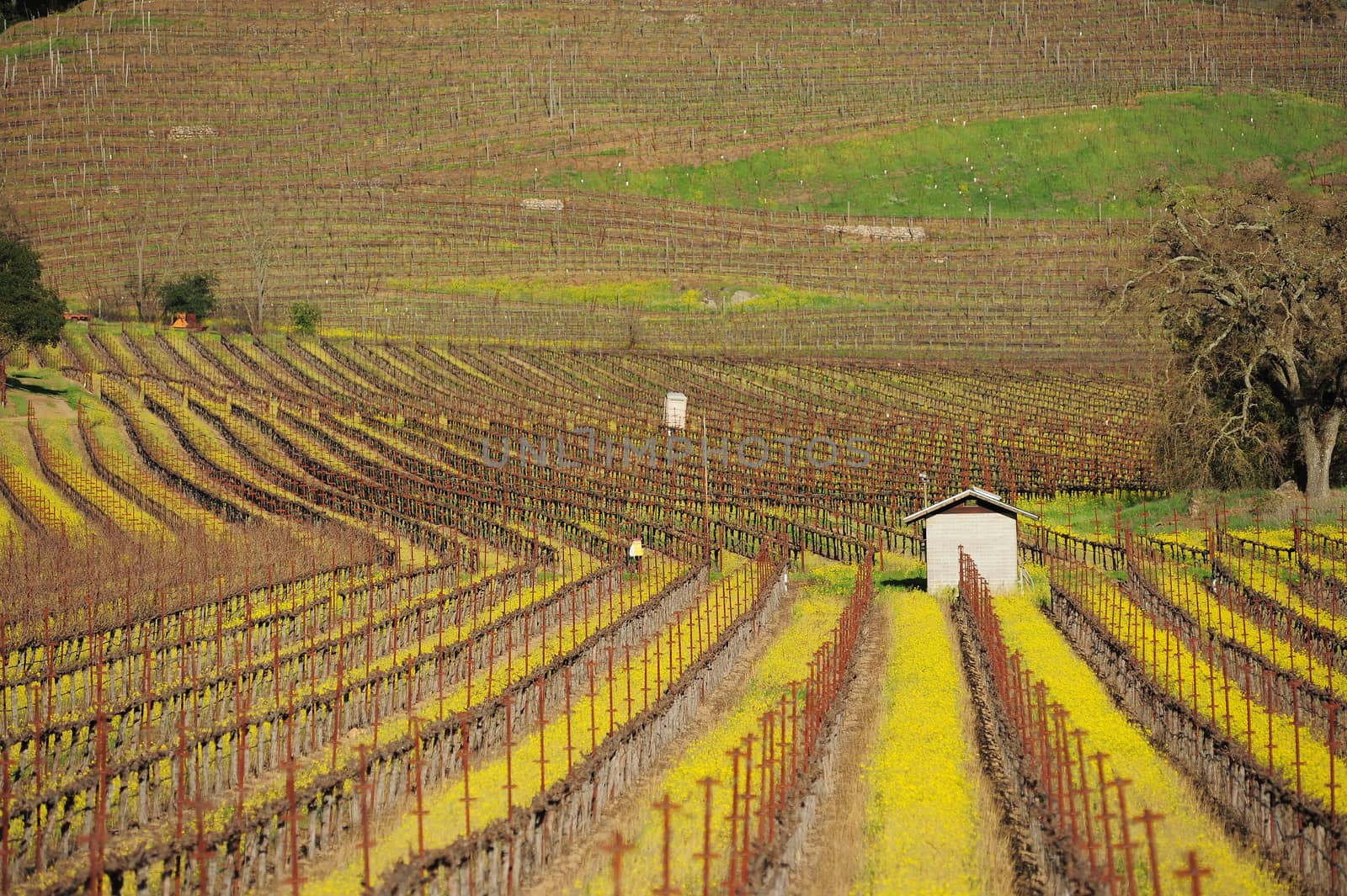 yellow mustard flower in a winery farm