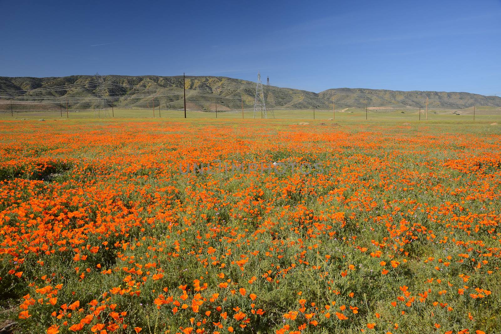 wild orange california poppy blooming from antelope valley in southern california