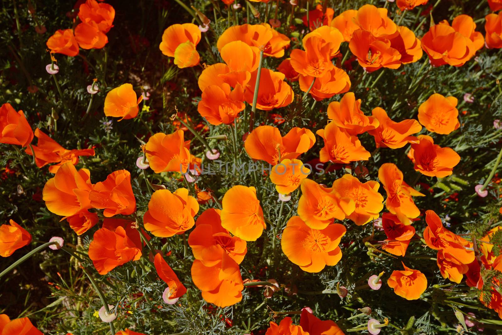 wild orange california poppy blooming from antelope valley in southern california