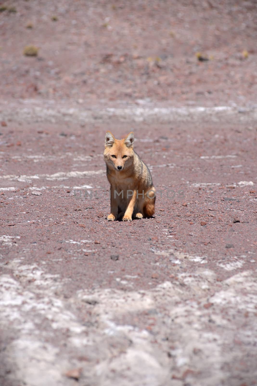 fox in bolivia by porbital