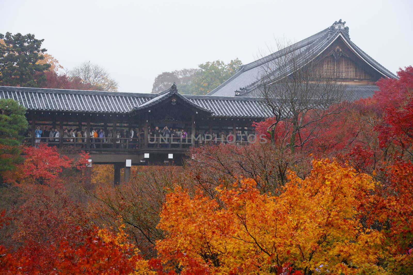 colorful maple leaves in a temple from kyoto, japan