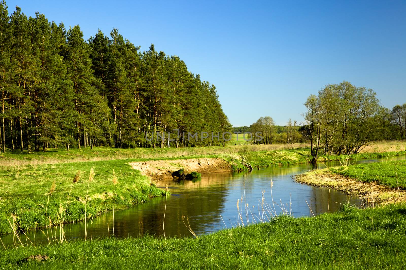 a small river in the summer. Belarus