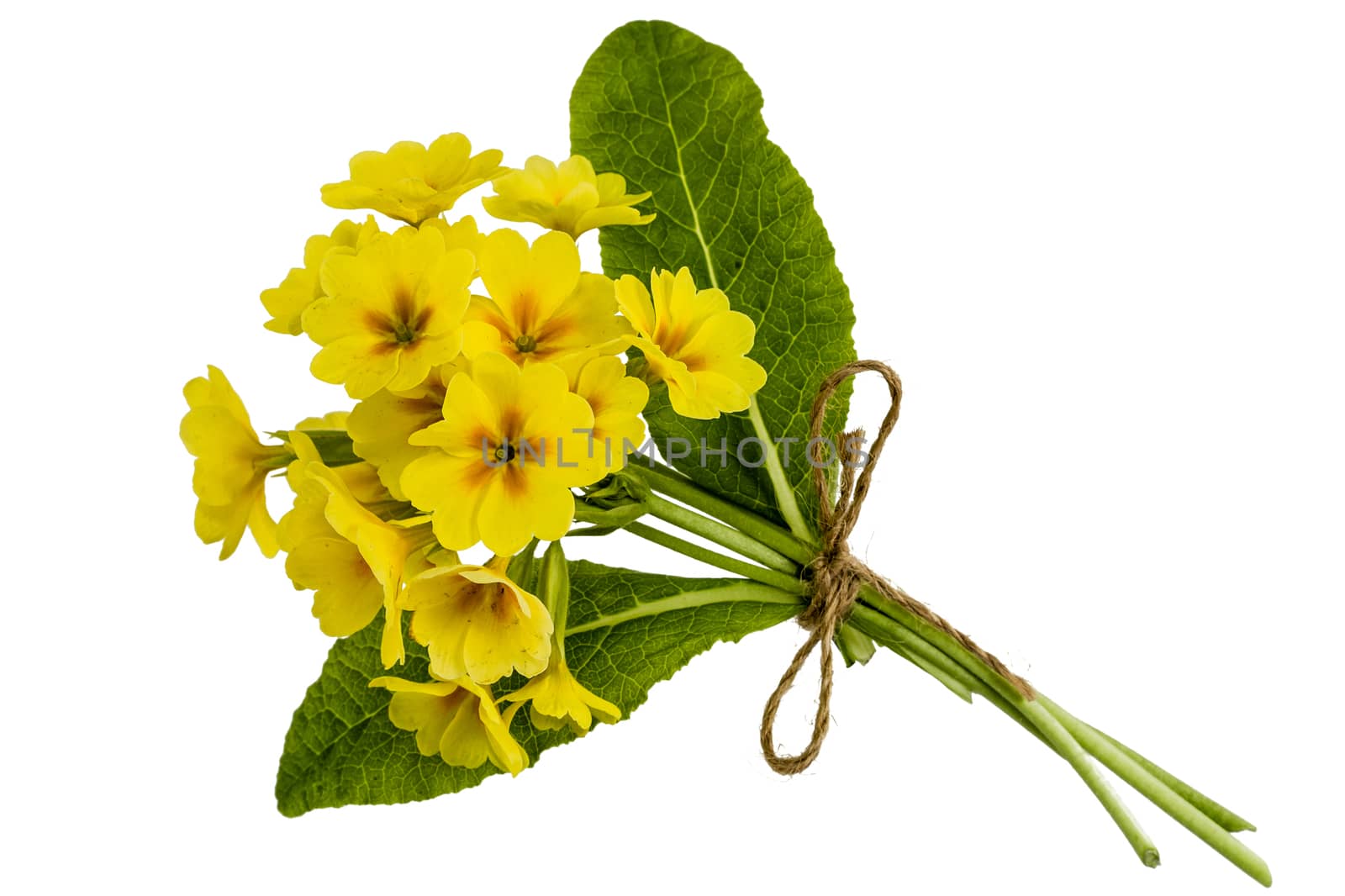 Bouquet of yellow primroses, isolated on white background
